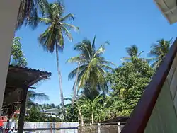 Palm Trees in a Clonbrook backyard