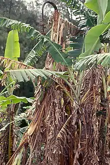 Wilted banana trees due to the fungus