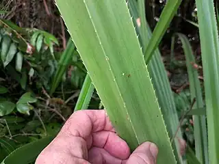 Close up of leaf, underside