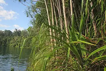 Dense stand alongside Lake Eachan, January 2019