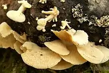 A group of about a half dozen overlapping light brownish-yellow mushroom caps clustered together on piece of rotting wood. Above the parger caps are several small mushrooms, the same color as the larger caps, but with round heads attached to relatively thick stems that in length are about one to three times the width of the cap.