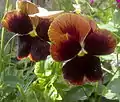 Hybrid pansy