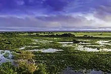 Image 35Pantanal in Brazil (from Swamp)