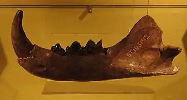 Mandible, Rotterdam