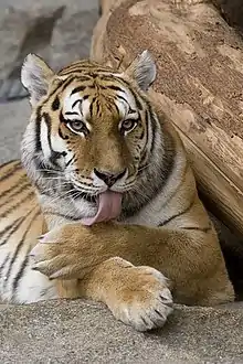 A tiger grooming its paw by licking