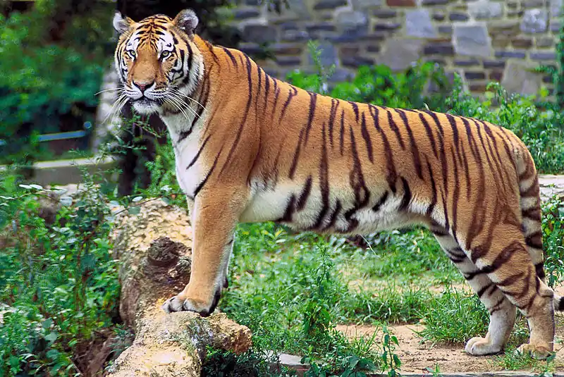 The royal Bengal tiger at Sunderbans National Park, a UNESCO World Heritage Site