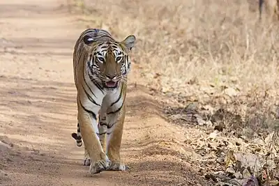 India has the majority of the world's wild tigers, approximately 3,170 in 2022.