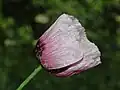 Flower of Papaver setigerum, lateral view