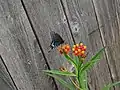 Black Swallowtail