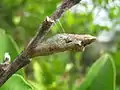 Brown chrysalis attached to a lemon tree