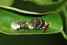 P. cresphontes caterpillar showing defensive posture