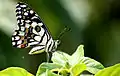 Lime butterfly on a leaf during excreting