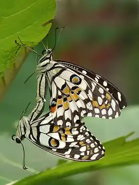 Image 12Papilio demoleus matingPhotograph: JkadavoorA mating pair of Papilio demoleus,  a common and widespread Swallowtail butterfly, photographed at Kadavoor, Kerala, India. After successful mating the female goes from plant to plant, laying a single egg at a time on top of a leaf, and flies off as soon as the egg is laid.More selected pictures