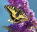 Papilio machaon on Buddleja