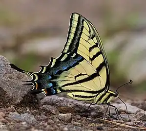 Male mud-puddling, with narrow stripes and claspers