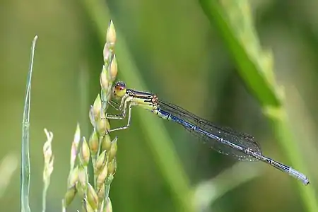 male (sub-adult)