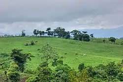 Pasture in San Jerónimo