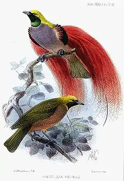 Image 39Male Goldie's bird-of-paradise displays to a female (from Animal coloration)