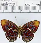 P. t. boulleti, male, ventral view