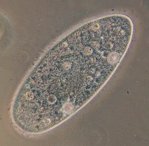 "Paramecium aurelia" (Order Peniculida)