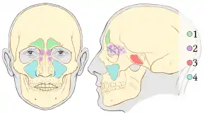 Paranasal sinuses