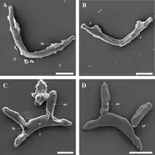 Ventral and dorsal bars of the haptor, scanning electron microscopy