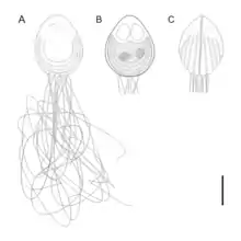 Chloromyxum atlantoraji