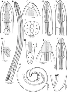 Rasheedia heptacanthi (Nematoda, Physalopteridae)