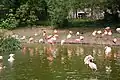 Flamingoes in the Paris Zoo.