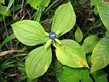 Paris quadrifolia in fruit