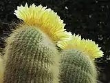 The autumnal flowering of Parodia leninghausii in Rome