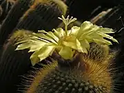 Parodia leninghausii HBG 53682