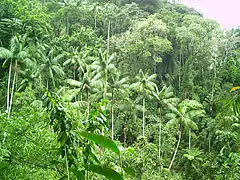 Itatiaia National Park