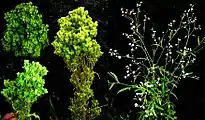 Parthenium hysterophorus showing symptoms of witches' broom