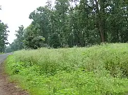 View of Achanakmar Wildlife Sanctuary