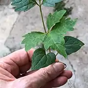 Seedling with heart-shaped cotyledon leaves