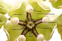 Parts of an antelope horns flower