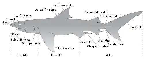 Anatomical shark drawing showing snout, nostril, eye, spiracle, dorsal fin spine, first and second dorsal fins, precaudal pit, caudal fin, caudal keel, anal fin, clasper, pelvic fin, pectoral fin, gill openings, labial furrow, and mouth