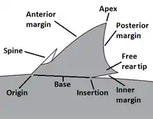 Image 2Dorsal fin diagram with landmarks labeled. (from Shark anatomy)