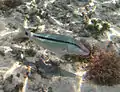 A dash-and-dot goatfish (Parupeneus barberinus)