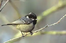 Coal tit Periparus ater