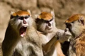 Patas monkeys (Erythrocebus patas)