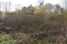 A dense growth of willows in marshy ground