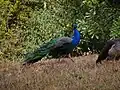 Indian peafowl free in the zoo