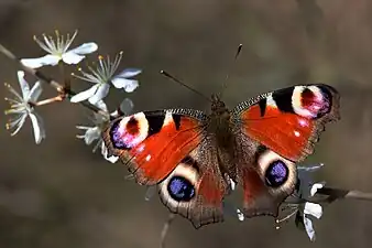 The blue wing patches of the Aglais io.