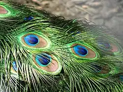 Image 18The brilliant iridescent colours of the peacock's tail feathers are created by Structural coloration. (from Animal coloration)