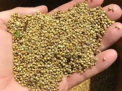 Millet grains