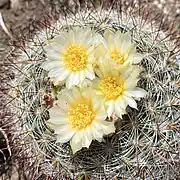 Yellow flower form