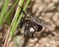 Female with fly prey