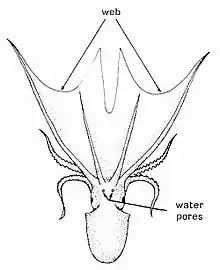 Adult female Tremoctopus